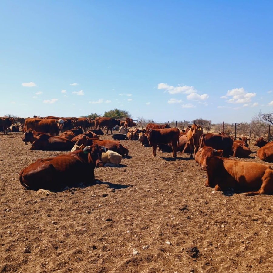 Bedroom Property for Sale in Barkly West Rural Northern Cape